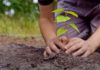 Plantio de árvores a distância? Em Garça, você contribui para um mundo mais verde