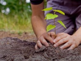 Plantio de árvores a distância? Em Garça, você contribui para um mundo mais verde