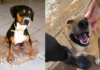 Garra: ONG mariliense já salvou milhares de animais resgatados