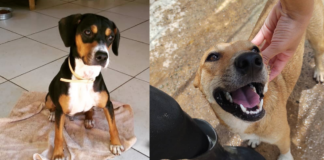 Garra: ONG mariliense já salvou milhares de animais resgatados