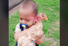 Amizade inusitada entre bebê e galinha viraliza nas redes sociais