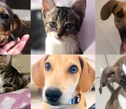 Refúgio Pet: 8 anos de atuação em Lins e centenas de animais salvos