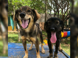 Projeto Pracinha dos Dogs completa 10 anos conscientizando pessoas e salvando animais em Jundiaí