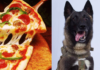 Família do interior de São Paulo realizará pizzada para ajudar no resgate de animais abandonados
