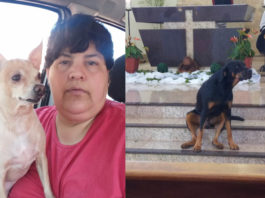 Essa mulher já ajudou centenas de animais em Palmital
