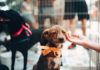 #Marília92anos Proteção aos animais: conheça algumas das ONGs que atuam em Marília