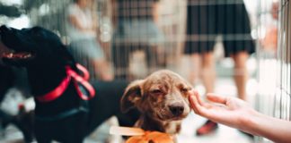 #Marília92anos Proteção aos animais: conheça algumas das ONGs que atuam em Marília