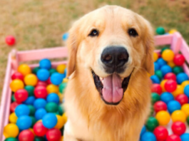 Boa pra cachorro! A linda festa junina que divertiu vários cãezinhos em Botucatu
