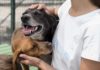Adoção responsável de animais em Bauru: 5 iniciativas para conhecer Na foto, dois cães recebendo carinho de uma pessoa. Adoção responsável de animais em Bauru: 5 iniciativas para conhecer