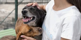 Na foto, dois cães recebendo carinho de uma pessoa. Adoção responsável de animais em Bauru: 5 iniciativas para conhecer