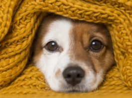 Feirinha solidária em Botucatu disponibiliza roupinhas para pets carentes
