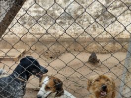 adoção cães e gatos CCZ Bauru