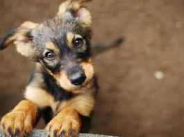 Que tal adotar? Jaú realiza feirinha de adoção de cães e gatos nesse domingo