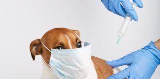 vacinar seu pet