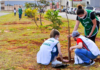 Conheça o projeto ecológico que vai plantar 1000 árvores em Jaú durante o mês de Setembro