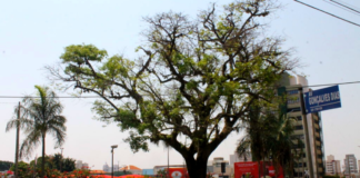 Árvores de Marília que contam histórias da cidade: qual a sua favorita?