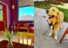 Já fez um aniversário para o seu pet? Cafeteria em Jaú inova e realiza festas para os bichinhos