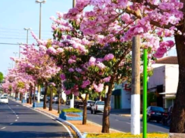 O lindo espetáculo de cores e exuberância dos Ipês de São Manuel