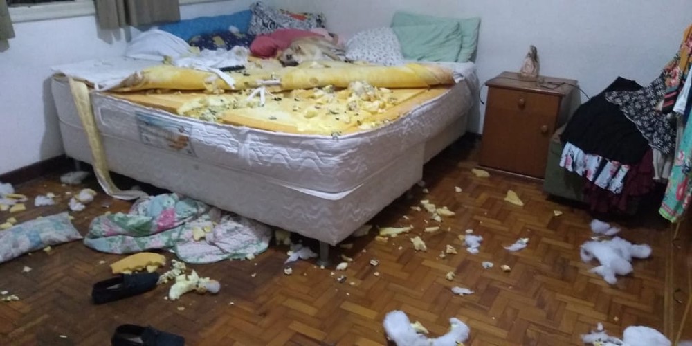 Cachorro Chico cama destruída. Amor pelos animais