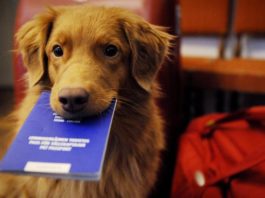 Cachorros e gatos de Barra Bonita já podem ter o próprio documento de identidade