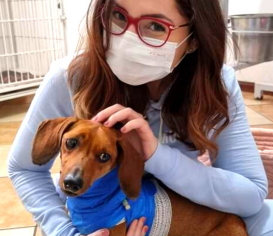 Corrente do bem: cãozinho “renasce” após ação conjunta entre Tatuí, Botucatu e Itapetininga