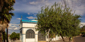 Você conhece o admirável Bosque das Oliveiras em Lins?