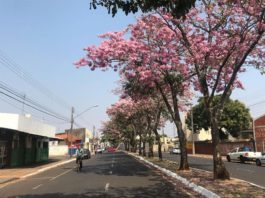 Quantas ruas existem em Assis?
