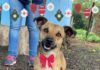 Tampinha procura um lar: Jaú cria linda campanha de adoção para cachorrinho resgatado