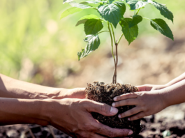 Plantar uma árvore em Jaú é mais fácil do que você imagina! Conheça o projeto “Disque Árvore”