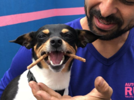 Mila, celebridade canina mais famosa de Jundiaí