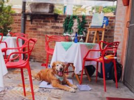 Todos passeiam: confira 3 restaurantes Pet Friendly em Boituva