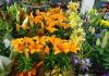 5 floriculturas em Assis para você surpreender alguém especial