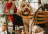14 estabelecimentos pet friendly em Itupeva para curtir a companhia dos patudos locais pet friendly em itupeva