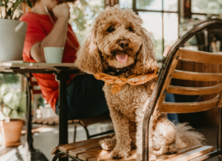 14 estabelecimentos pet friendly em Itupeva para curtir a companhia dos patudos locais pet friendly em itupeva