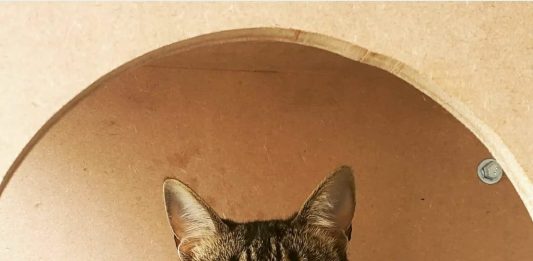 Conheça as irmãs que oferecem hospedagem para gatos em Botucatu