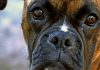 “Frida” é uma ONG que trabalha com a causa animal defendendo os pets de Marília