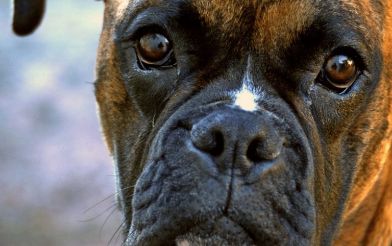 “Frida” é uma ONG que trabalha com a causa animal defendendo os pets de Marília