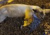 Gatinho atípico é atração em ponto comercial de Marília, venha descobrir o porquê: