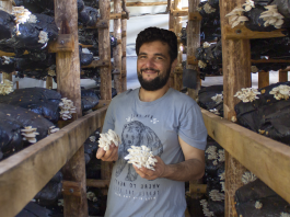 Cogumelos Coloniais: conheça o fabuloso cultivo de shimeji em Fernandópolis