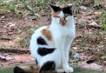 A história da adoção da gatinha "Linda" em Bauru vai aquecer seu coração
