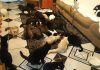 Conheça a história de Marlize Procópio, a heroína dos gatos abandonados