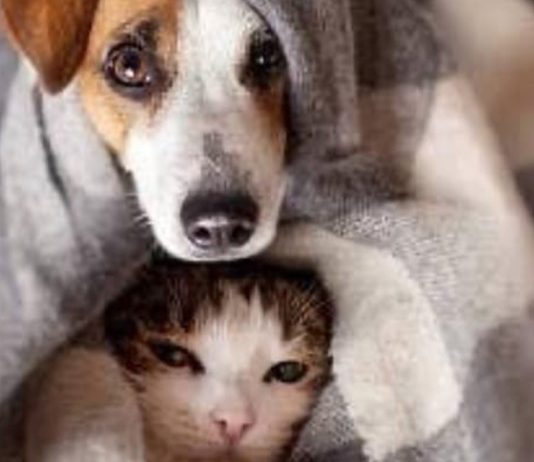SOS Pet promove campanha solidária para animais em vulnerabilidade de Assis