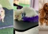 Castração e vacinação são sinônimos de amor pelo pet! Saiba onde fazer com segurança estes procedimentos: