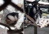 Zoo Bauru instala equipamentos para proteger animais do frio