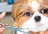 Conheça um lugar que tem tudo para o seu pet em Tatuí pet em Tatuí