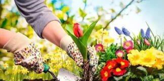 7 empresas de jardinagem em Aracaju