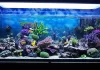 4 lojas de aquarismo e peixes ornamentais em Aracaju aquarismo em aracaju