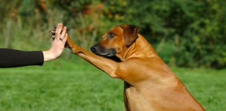5 profissionais de adestramento animal em Aracaju adestramento em aracaju