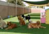 As melhores creches para pet em Aracaju creche para cachorro