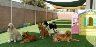 As melhores creches para pet em Aracaju creche para cachorro